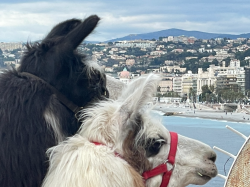 Nice : 4e édition de la Marche des Animaux sur la Prom' le 6 avril