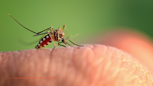 Chikungunya : recrudescence sans précédent dans les Alpes-Maritimes