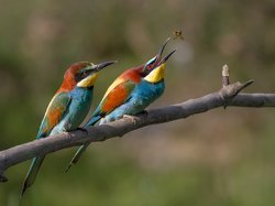 Oiseaux migrateurs : à l'année prochaine !