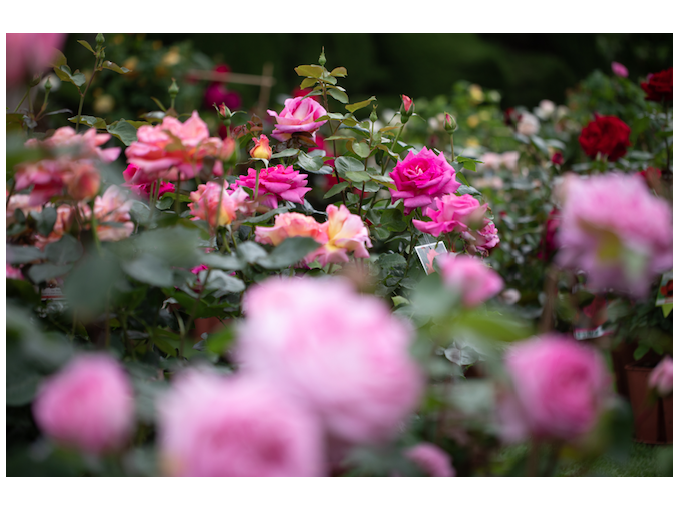 13e Fête des Roses de (…)