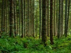 Avec son pôle 'Capital Naturel', Crédit Agricole veut contribuer au financement de la régénération des écosystèmes