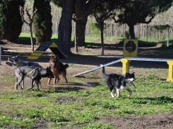 À Cassis, les chiens, nouveaux influenceurs des vacances des Français