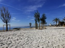 Plage du Loup à Villeneuve-Loubet : des arbres adaptés à la sécheresse et aux embruns ont été plantés