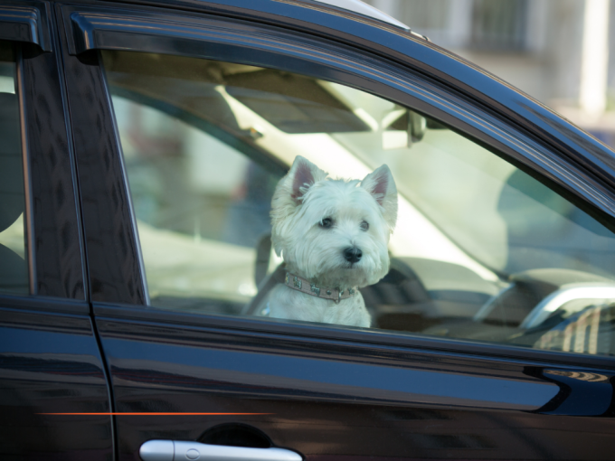 Protection animale : (…)