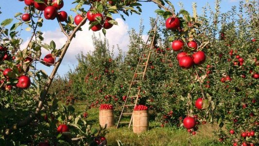 Webinaire INRAE : Changement climatique, enjeux et adaptation pour la Filière Fruits et Légumes