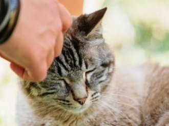 Virbac démarre 2026 en forte croissance grâce à ses produits stratégiques