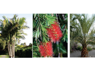 Nice : Campagne annuelle de densification des terre-pleins de la Promenade des Anglais