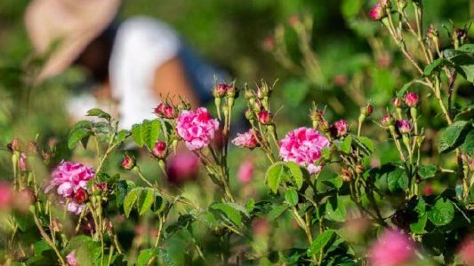 La Maison Lancôme renforce son ancrage à Grasse et devient propriétaire d'un domaine de 4 hectares