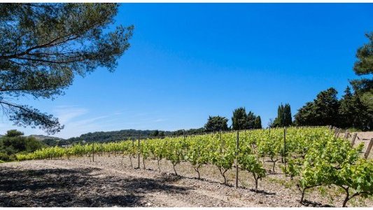 Sur l'île Paul Ricard, un vignoble exceptionnel