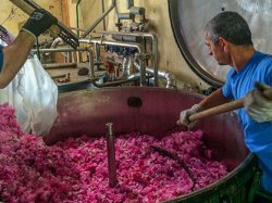 Unesco : la filière des parfums de Grasse fait partie du patrimoine mondial de l'humanité