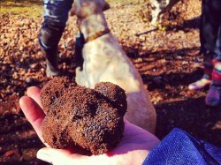 Truffes : C'est maintenant le bon moment !