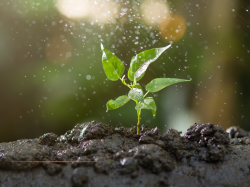 Roquefort les Pins : avis de marché pour la fourniture et livraison éventuelle de végétaux 2 lots