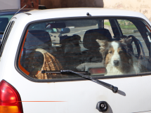 À Nice, un arrêté interdit de laisser un animal seul dans une voiture en période de chaleur