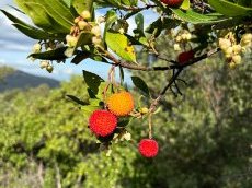 La Caisse d'Épargne Côte d'Azur soutient un projet agro-écologique pour restaurer le maquis varois