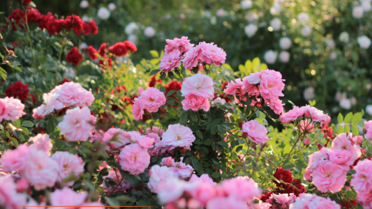 Messe Frankfurt et la Ville de Grasse s'associent pour lancer le Beautyworld Summit Grasse en mai 2027 