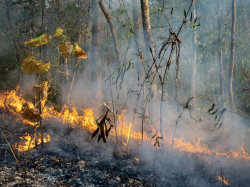 Feux de forêt : des moyens supplémentaires pour le service départemental d'incendie et de secours des Alpes-Maritimes