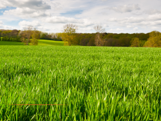 Consultation renouvellement des pâturages de SAORGE ( Fort de Marth)