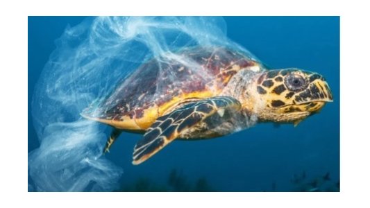 Tortues marines : six espèces sur sept menacées alerte la Fondation de la Mer 