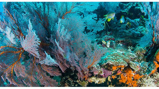 ATLASea, une aventure scientifique d'envergure pour cartographier la vie marine, à Marseille