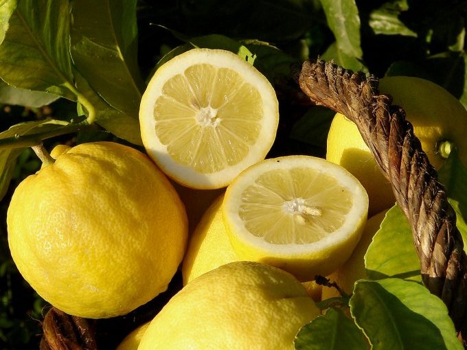 Citron de Menton : Object