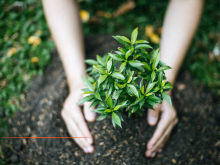 Nice : Plantation d'un arbre en mémoire d'Ilan Halimi