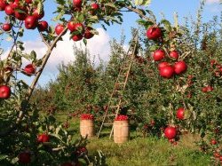 Webinaire INRAE : Changement climatique, enjeux et adaptation pour la Filière Fruits et Légumes