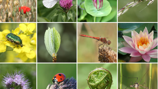 Marseille renforce son partenariat avec la LPO Provence-Alpes-Côte d'Azur en faveur de la biodiversité