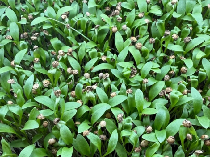 À Draguignan, une culture