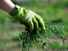 Roquefort-Les-Pins : avis de marché pour le désherbage et traitement phytosanitaire sur le domaine communal