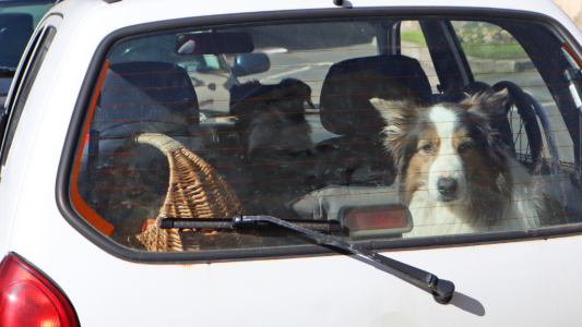 À Nice, un arrêté interdit de laisser un animal seul dans une voiture en période de chaleur