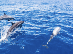 La France doit mieux protéger les lanceurs d'alerte et… les dauphins