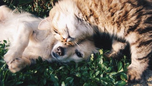 Création d'un DU Droit de l'animal à la Faculté de Droit de Nice