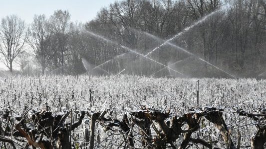 Vague de froid : la Région Sud débloque une enveloppe de 500 000 € pour les agriculteurs touchés