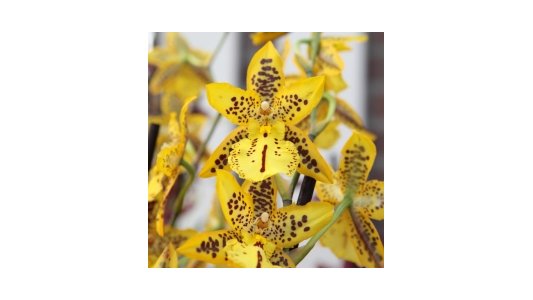 Nuage d'orchidées 3D à la Journée Internationale de l'Orchidée