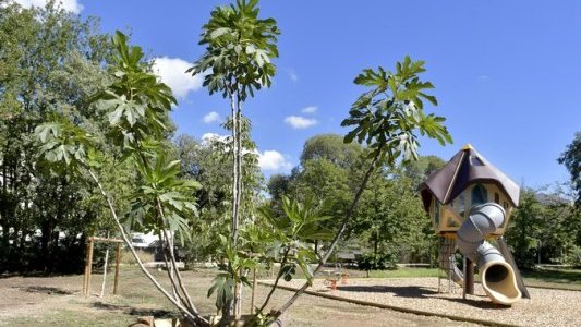 À Marseille, le Plan Arbres pour une ville plus verte