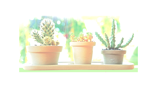 La bourse aux plantes d'automne !