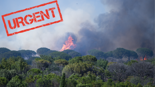 Incendies en PACA : la Fondation du patrimoine lance une collecte pour restaurer les forêts sinistrées