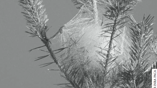 Lutte contre la chenille processionnaire