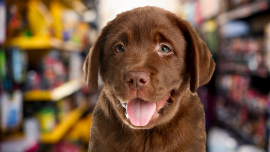 Les animaleries qui vendent encore des chiens et des chats risquent désormais une amende
