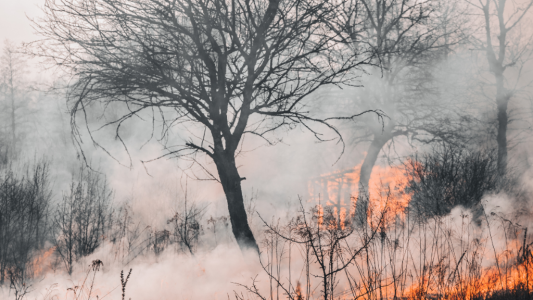 Incendies : l'AMF appelle les maires de France à soutenir financièrement les communes sinistrées