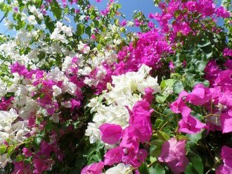 Nice labellisée « 4 fleurs » pour 3 ans de plus !