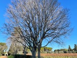 L'Agglomération Cannes Lérins va accompagner l'île Saint-Honorat pour la rénovation de son système d'assainissement