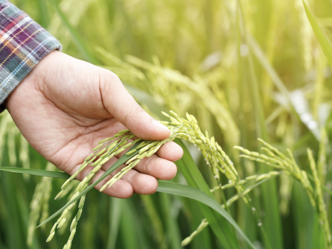 Agriculture : des permane
