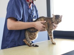 Virbac renforce son portefeuille avec l'acquisition d'un traitement clé contre l'hyperthyroïdie féline