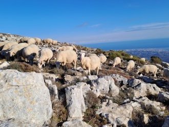La transhumance et le pastoralisme des Alpes-Maritimes à l'honneur avec deux événements gratuits la semaine prochaine