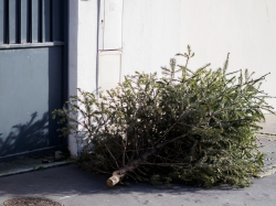 La Métropole Nice Côte d'Azur collecte les sapins gratuitement après les fêtes