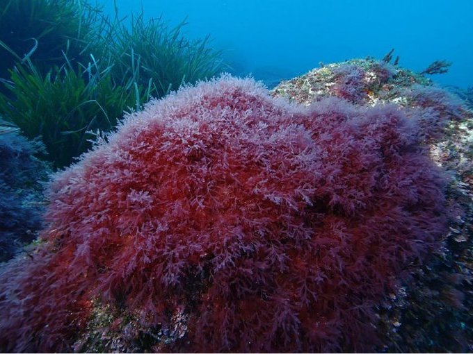 Une algue rouge invasive