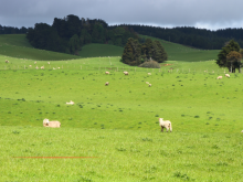 Consultation renouvellement des pâturages de SAORGE (Antouna)
