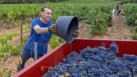 Vendanges 2026 : Coup d'envoi pour le royaume du rosé