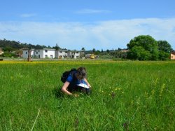 Antibes : le Conservatoire d'espaces naturels lance un projet pilote pour restaurer les prairies humides méditerranéennes